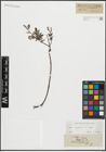 Foto von Salix repens L.
